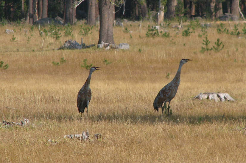 Sandhill cranes in our meadow